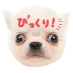 [LINEスタンプ] ぽこちゃんスタンプ！1