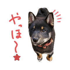 [LINEスタンプ] 黒助ちゃん2