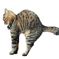 [LINEスタンプ] 猫の鯉ちゃん