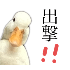 [LINEスタンプ] コールダックのイチ君と時々ペキチワの豆