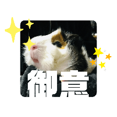 [LINEスタンプ] 犬 猫 モルモットのスタンプ4