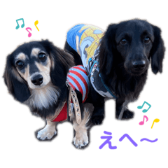 [LINEスタンプ] ハリモンの公式いぬぐるいスタンプだよ！