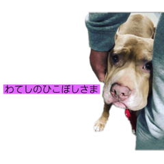 [LINEスタンプ] じぇむさんZ