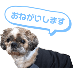 [LINEスタンプ] 中島家愛犬のスタンプ