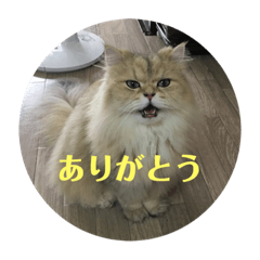 [LINEスタンプ] ペルとグレ
