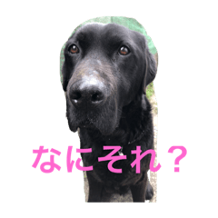[LINEスタンプ] あっしゅたんぷ