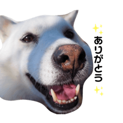 [LINEスタンプ] みんなのふうちゃん
