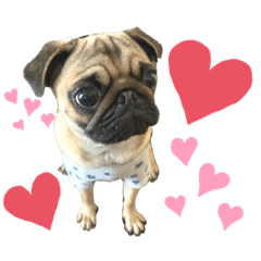 [LINEスタンプ] パグふぅちゃん