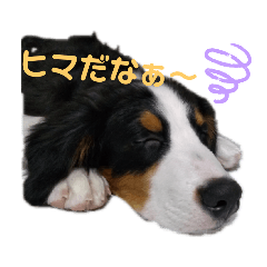 [LINEスタンプ] バーニーズ・ルナ