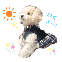 [LINEスタンプ] マルプー女子のおてんばスタンプ