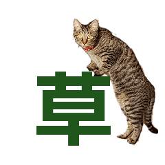 [LINEスタンプ] JK語の猫スタンプ[ぽてと＆タピオカ]の画像（メイン）
