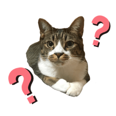 [LINEスタンプ] にゃんにゃんず1