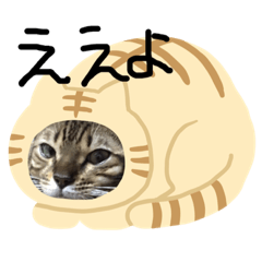 [LINEスタンプ] ドレミなアミーゴ
