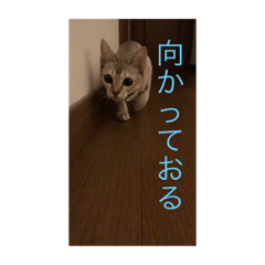 [LINEスタンプ] 猫のバロンすたんぷ