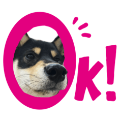 [LINEスタンプ] 黒柴犬の写真スタンプ日常編