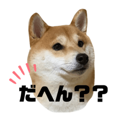 [LINEスタンプ] 福くんのお言葉。（米子弁Ver.）