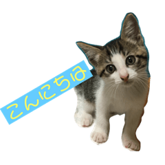 [LINEスタンプ] にゃんこの日常3