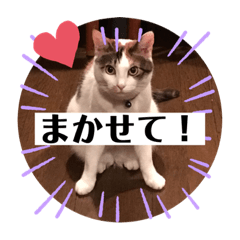 [LINEスタンプ] ねこたろうの日々2
