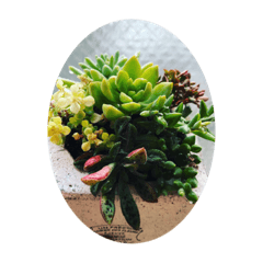 [LINEスタンプ] 多肉植物スタンプ。。。