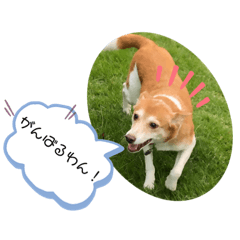[LINEスタンプ] 犬と猫の日常2
