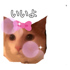 [LINEスタンプ] ミャオ太郎