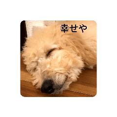 [LINEスタンプ] 犬の毎日3