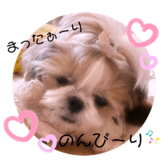 [LINEスタンプ] ♡シーズーらーちゃん感情編♡