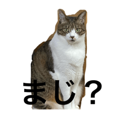 [LINEスタンプ] のんとりん