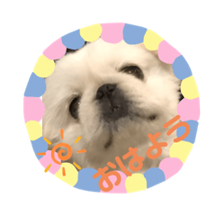 [LINEスタンプ] ペキニーズ ナッツ