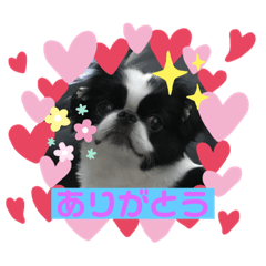 [LINEスタンプ] 狆 ココ