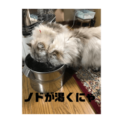 [LINEスタンプ] よしむねとじげん②