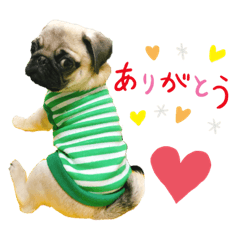 [LINEスタンプ] パグのぽんず★