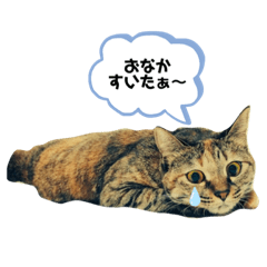 [LINEスタンプ] ねこのきゃん！つぶやきスタンプ