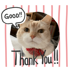 [LINEスタンプ] むげトうば(うーちゃんのみver)