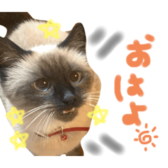 [LINEスタンプ] シャム猫まめさん2