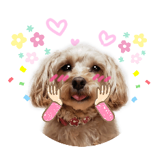 [LINEスタンプ] でかマルプー風花