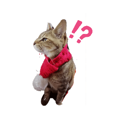 [LINEスタンプ] 猫フレンズ