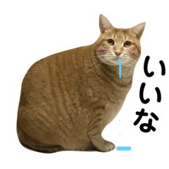[LINEスタンプ] ウチの猫さんたち。