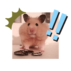 [LINEスタンプ] 犬 猫 ハムスターのスタンプ2