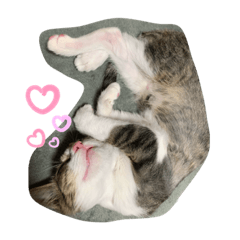 [LINEスタンプ] 猫のむぎのスタンプ