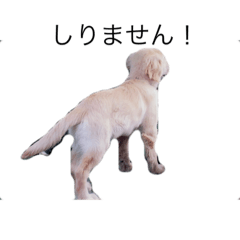 [LINEスタンプ] 犬 ゴールデンレトリバー ルーク