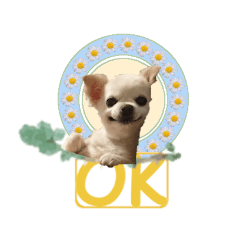 [LINEスタンプ] チワワのももちゃん。