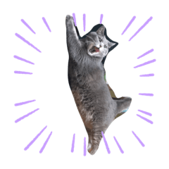 [LINEスタンプ] Life of My Three Cats