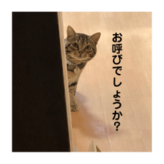 [LINEスタンプ] 猫のれんくん