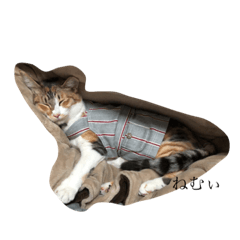 [LINEスタンプ] 子猫の日常〜美栞〜