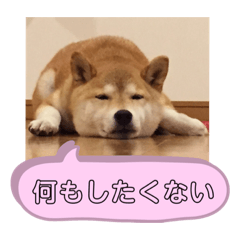 [LINEスタンプ] 柴犬のあずきです