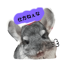 [LINEスタンプ] チンチラ_桃太