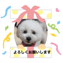 [LINEスタンプ] トイプードルのマリリンちゃん 2