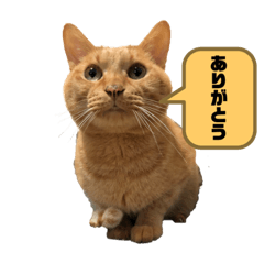 [LINEスタンプ] ゾロ多めマルコ少なめ