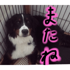 [LINEスタンプ] とらばにースタンプ